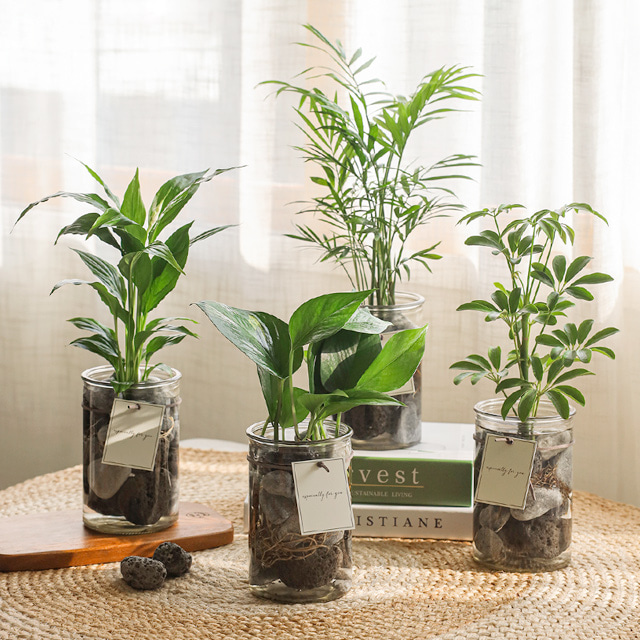 [plant] 공기정화식물 5종 - 수경재배화병세트(10x15)